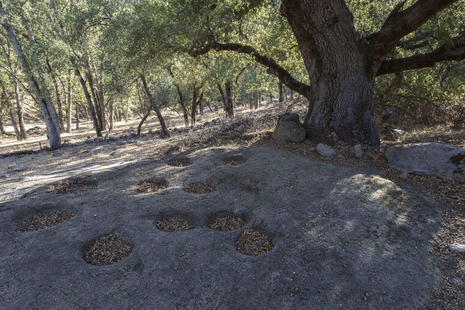 A cluster of smooth bedrock mortar holes ground into a granite outcrop in an oak woodland
