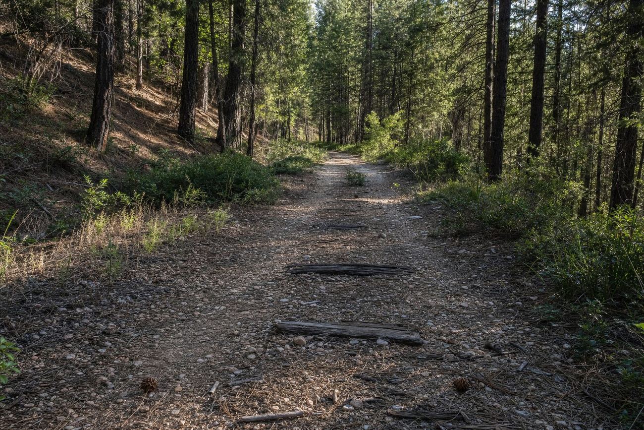 An abandoned narrow-gauge railroad grade through Sierra Nevada pine forest, with weathered wooden ties still visible in the path